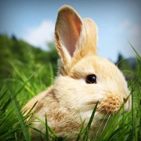 /album/compberthouless/photolia-a03-jpg/